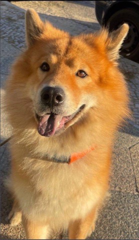 Jennifers Hund Arya schaut freundlich in die Kamera